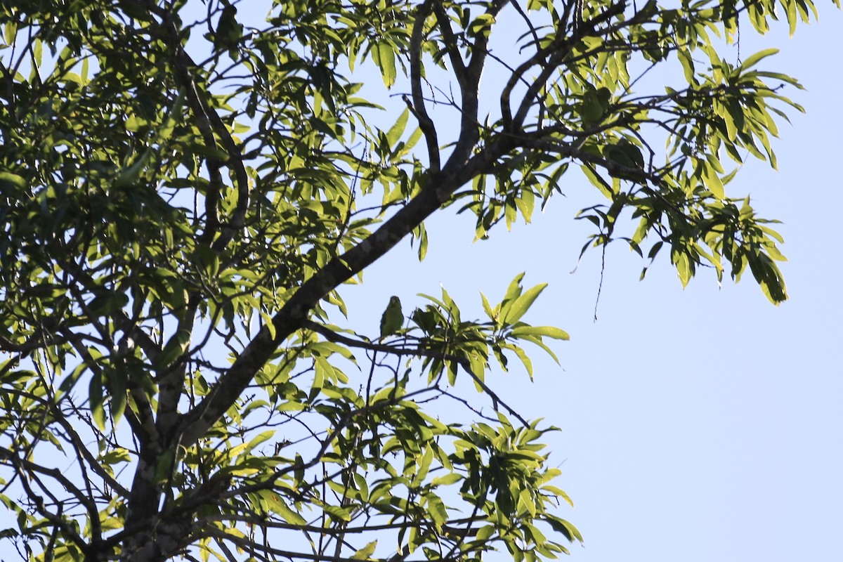 Meksika Serçe Papağanı (cyanopygius) - ML614213080