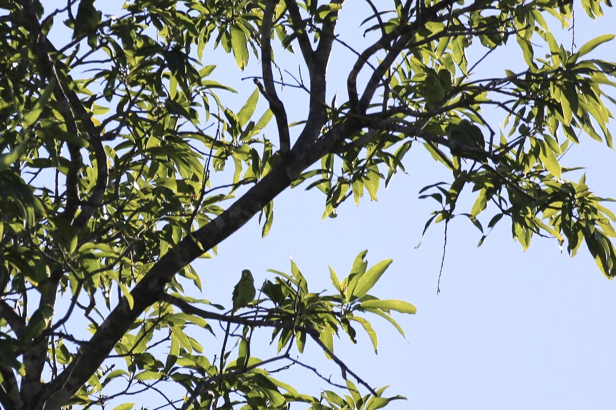 papoušíček mexický (ssp. cyanopygius) - ML614213081