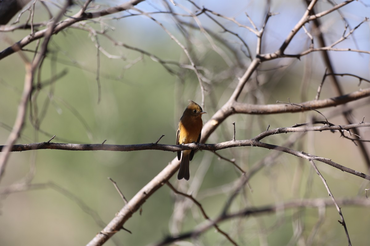 Tufted Flycatcher (Mexican) - ML614213211