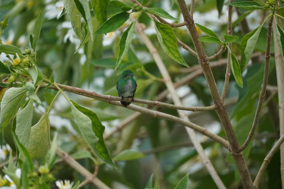 kolibřík zelenopláštíkový - ML614213219