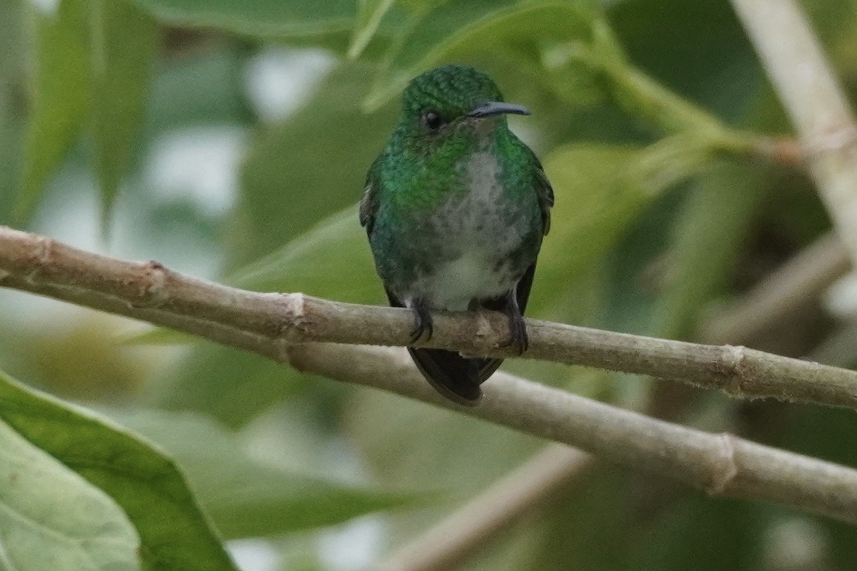 kolibřík zelenopláštíkový - ML614213229