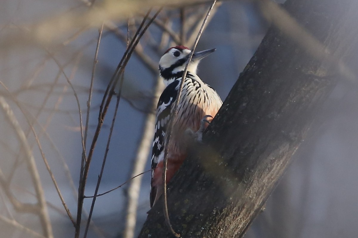 White-backed Woodpecker - ML614213262