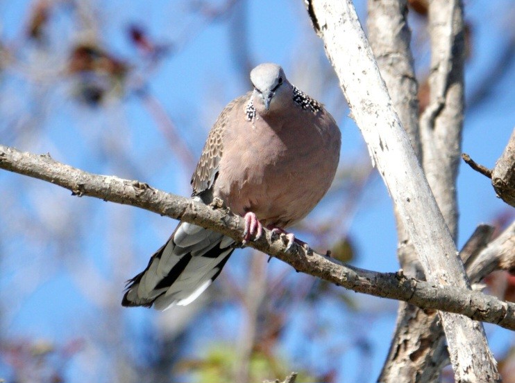 Spotted Dove - ML614213291