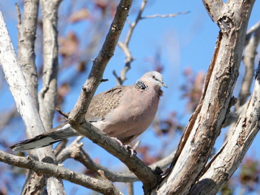 Spotted Dove - Craig Morley