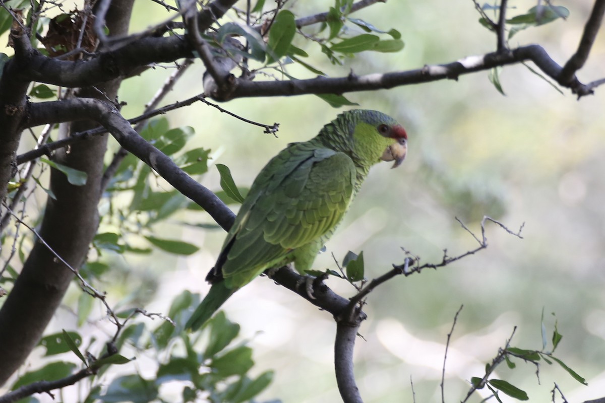 Lilac-crowned Parrot - ML614213310