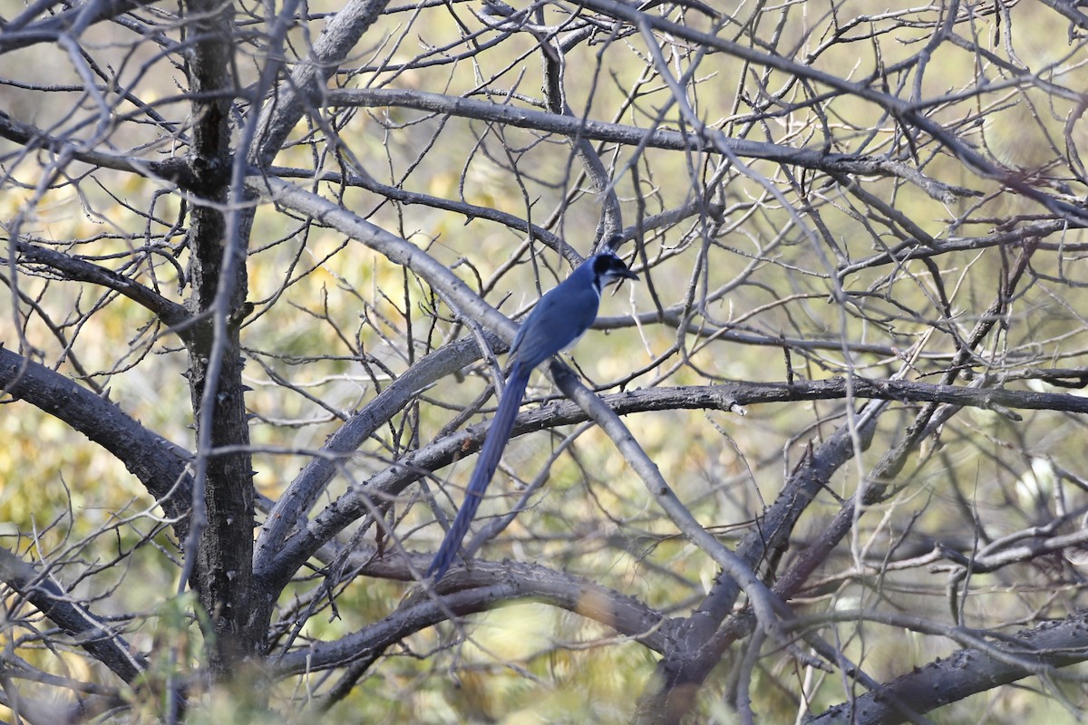 Black-throated Magpie-Jay - ML614213349