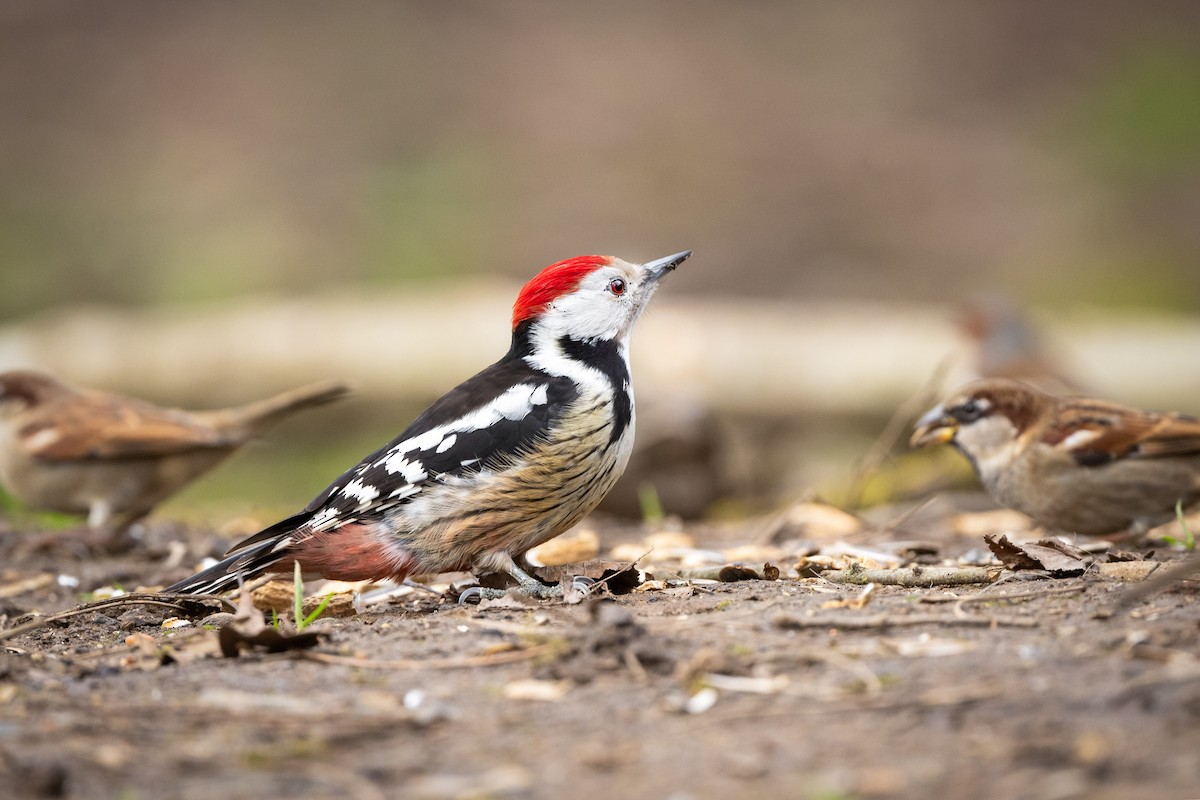Middle Spotted Woodpecker - Alper Tüydeş
