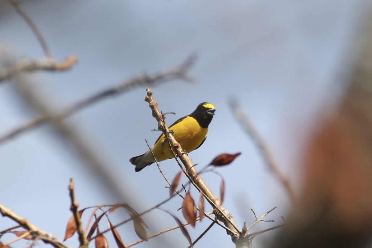 West Mexican Euphonia - ML614213388