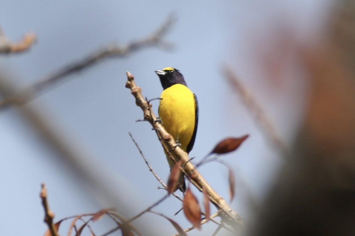 West Mexican Euphonia - ML614213389