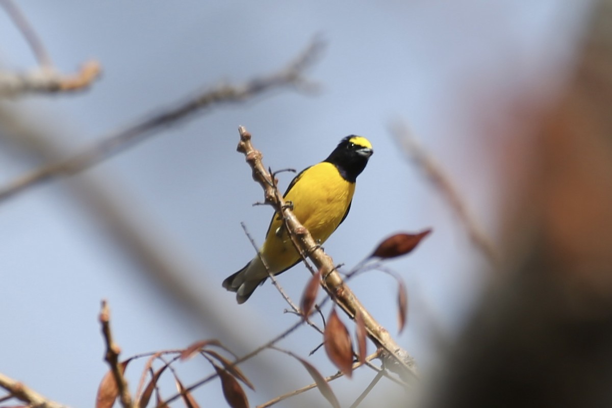 West Mexican Euphonia - ML614213390