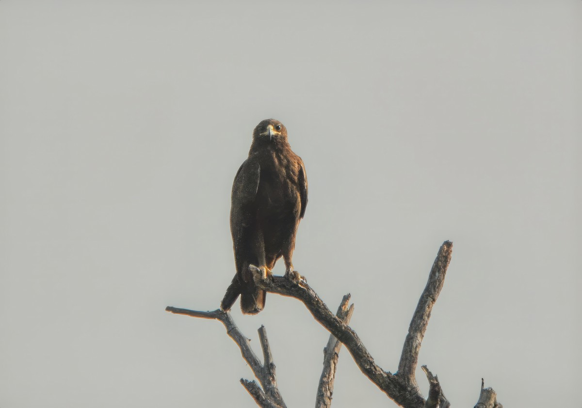 Greater Spotted Eagle - ML614213956