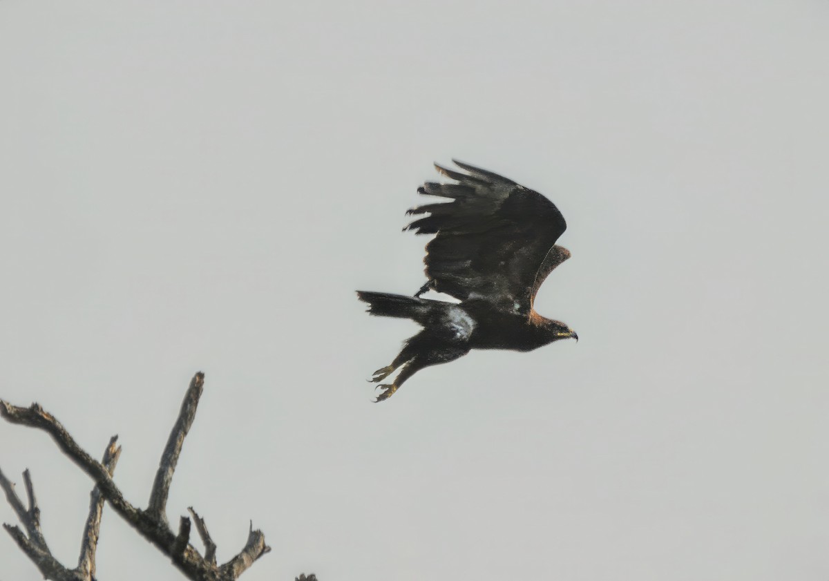 Greater Spotted Eagle - ML614213965