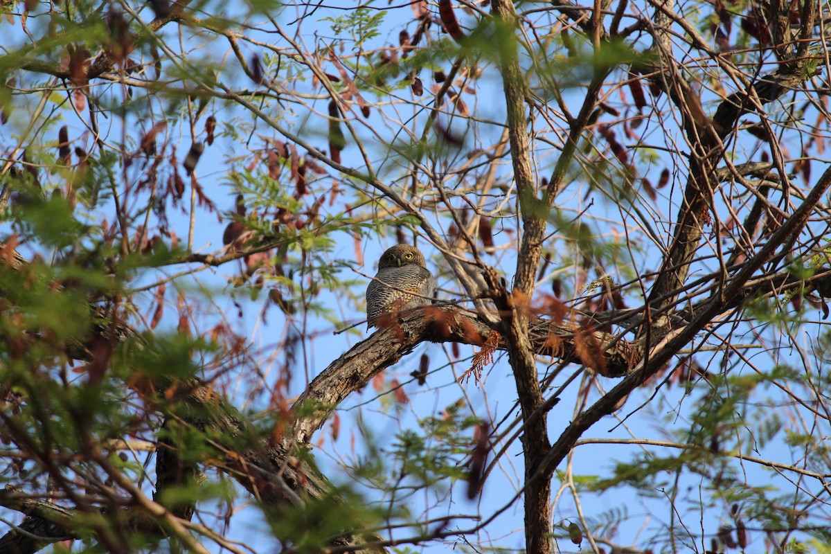 Jungle Owlet - Neema Das