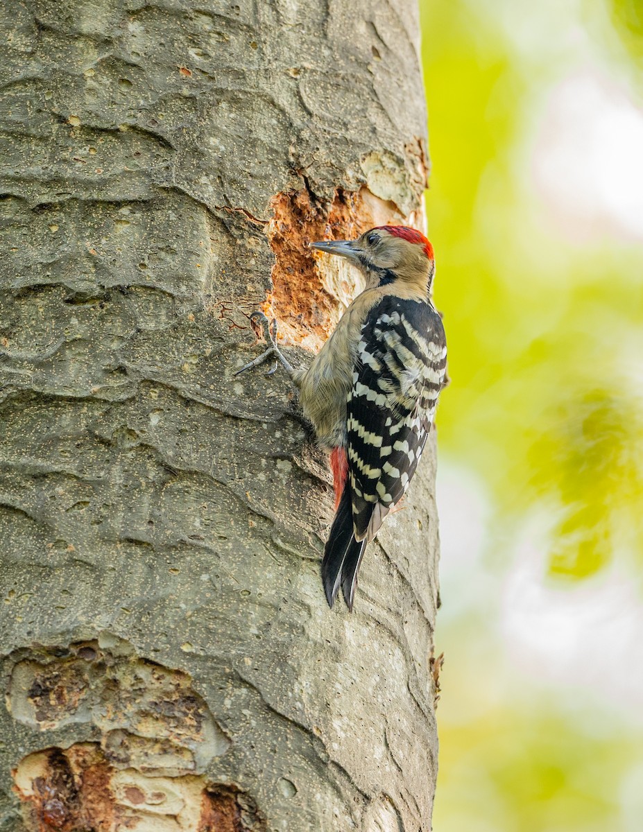 Fulvous-breasted Woodpecker - ML614214562