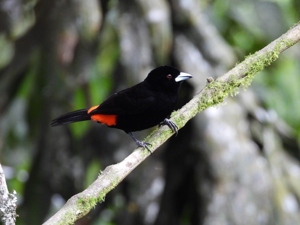 Flame-rumped Tanager (Flame-rumped) - ML614214837