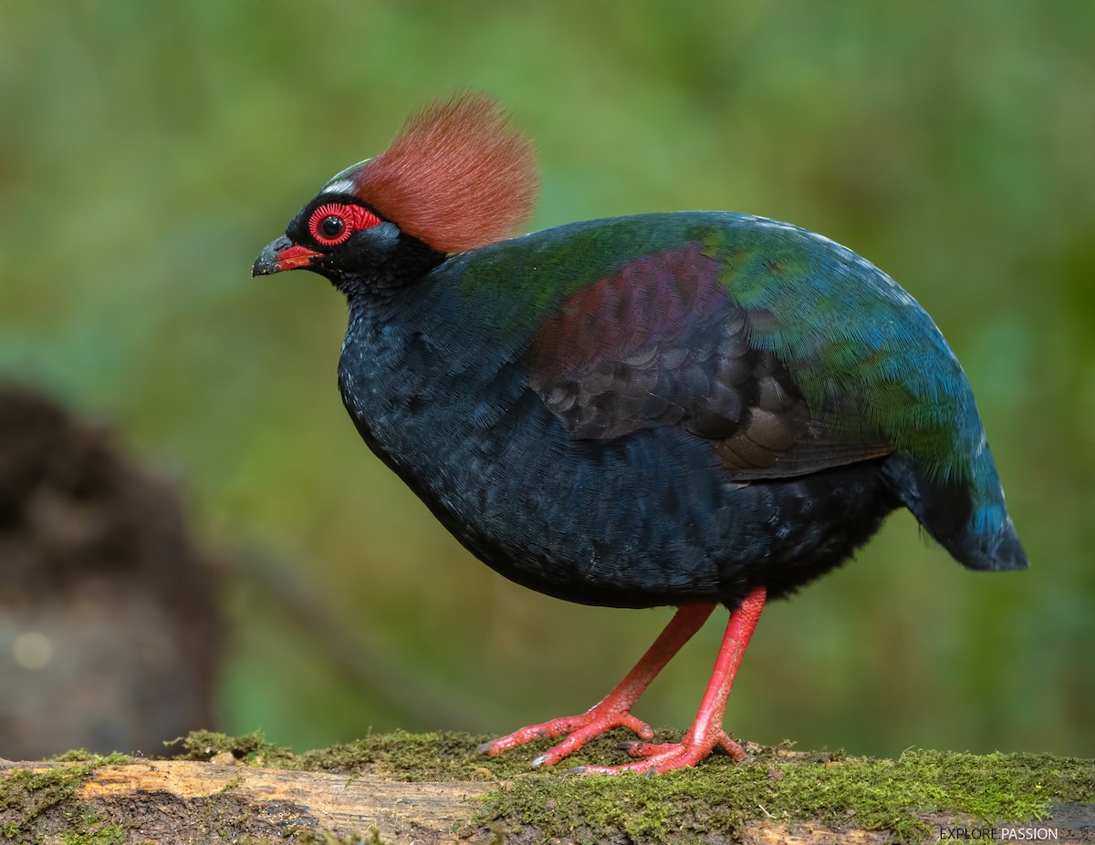 Crested Partridge - ML614215002