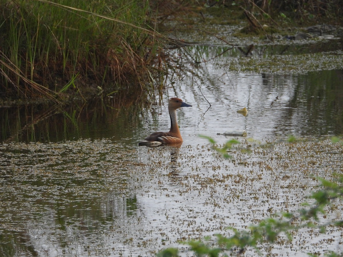 Fulvous Whistling-Duck - ML614215026