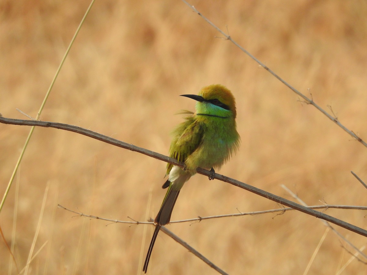 Asian Green Bee-eater - ML614215106