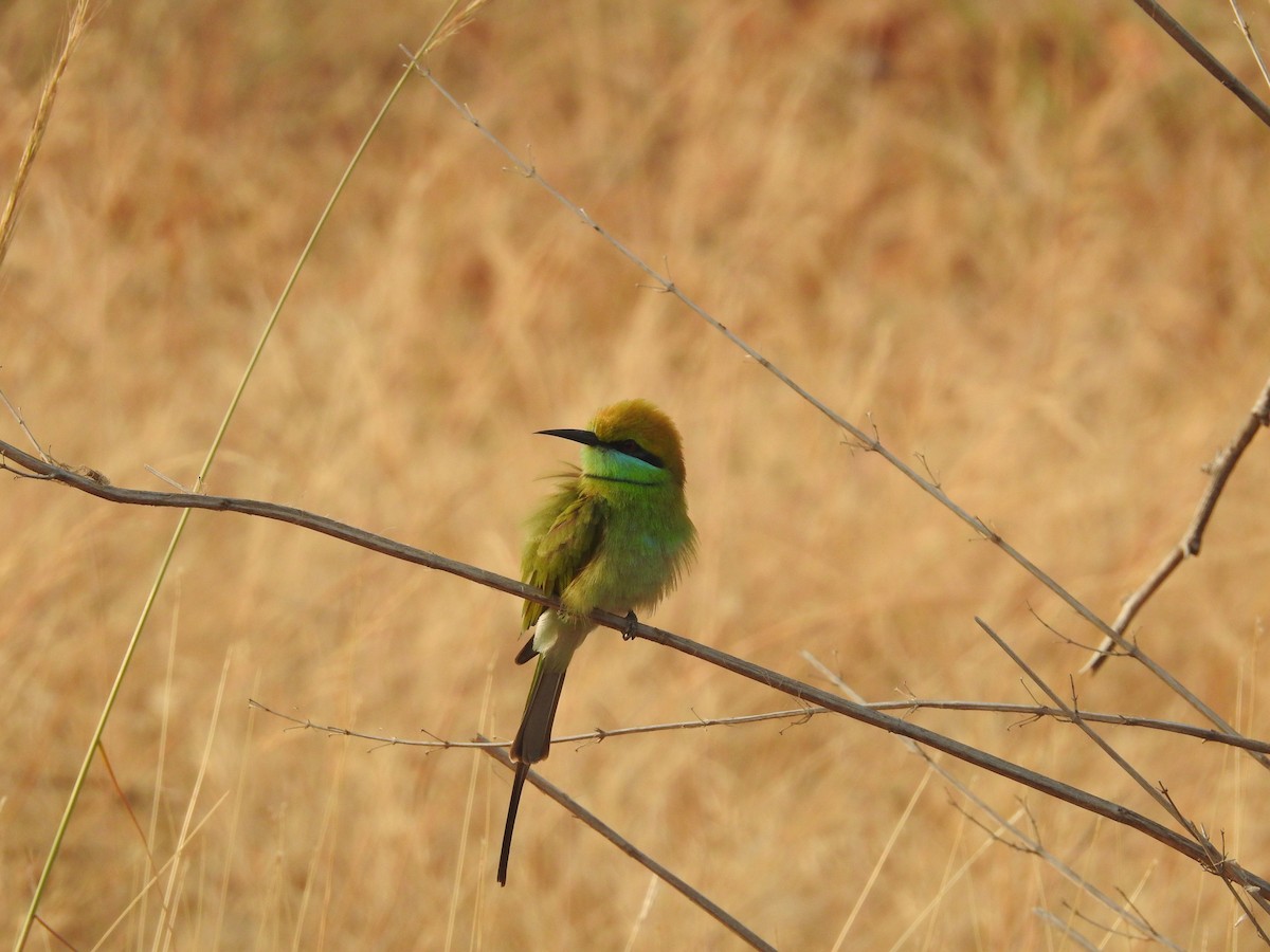 Asian Green Bee-eater - ML614215107