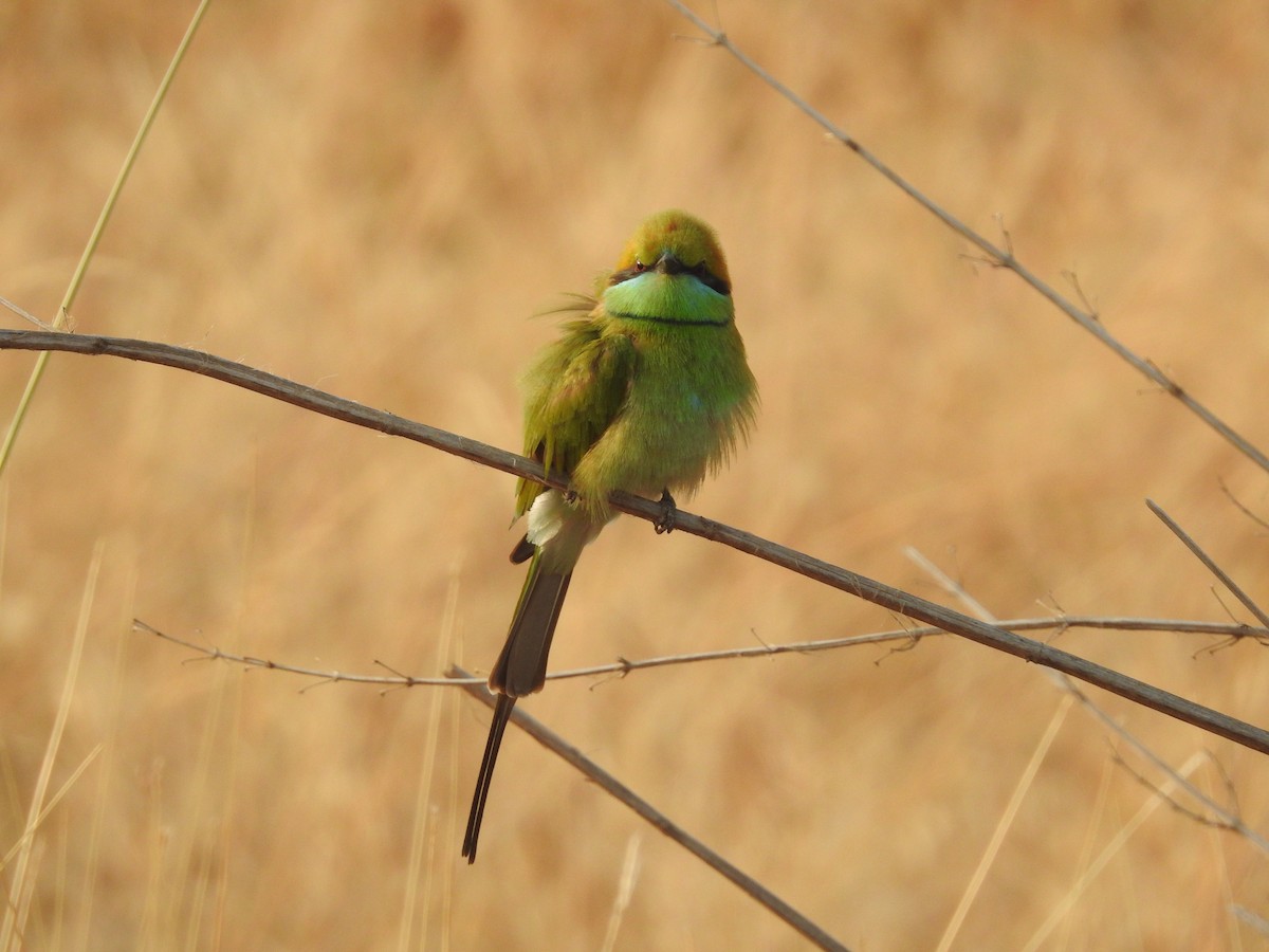 Asian Green Bee-eater - ML614215109