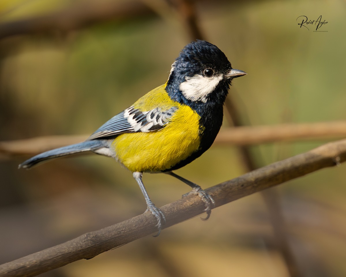 Green-backed Tit - ML614215216
