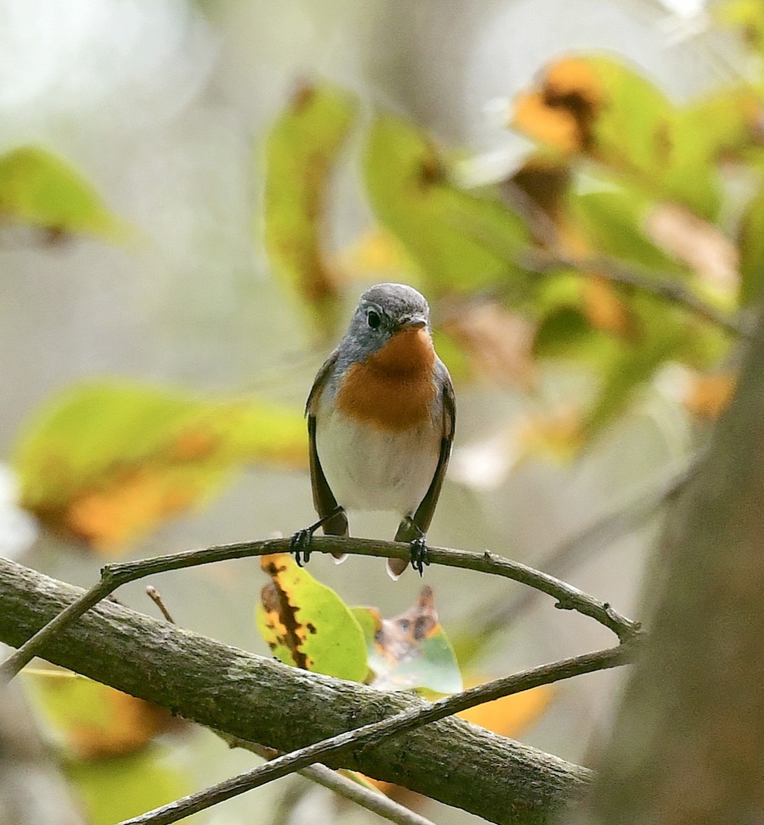 Red-breasted Flycatcher - ML614215234
