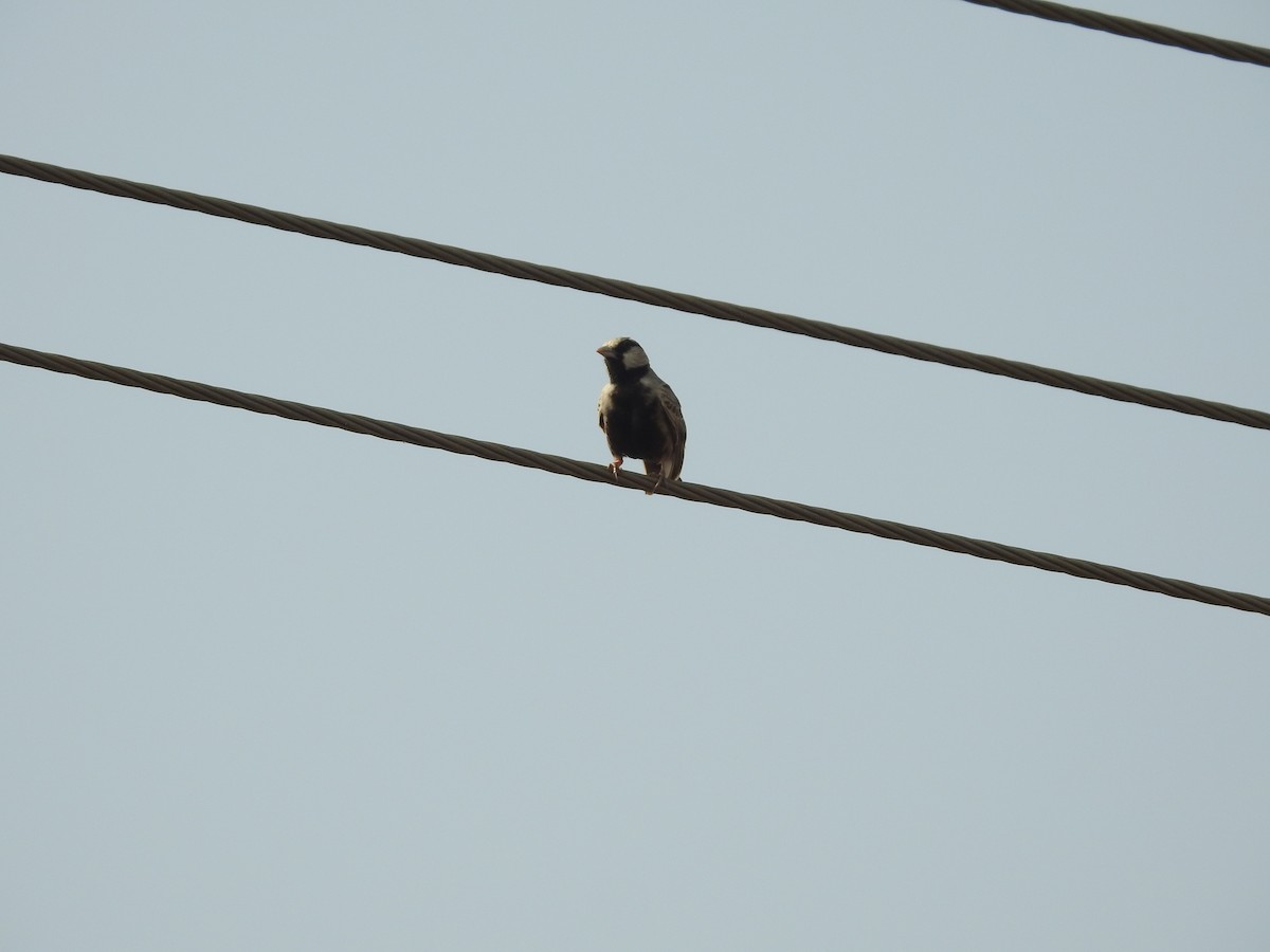 Ashy-crowned Sparrow-Lark - ML614215256