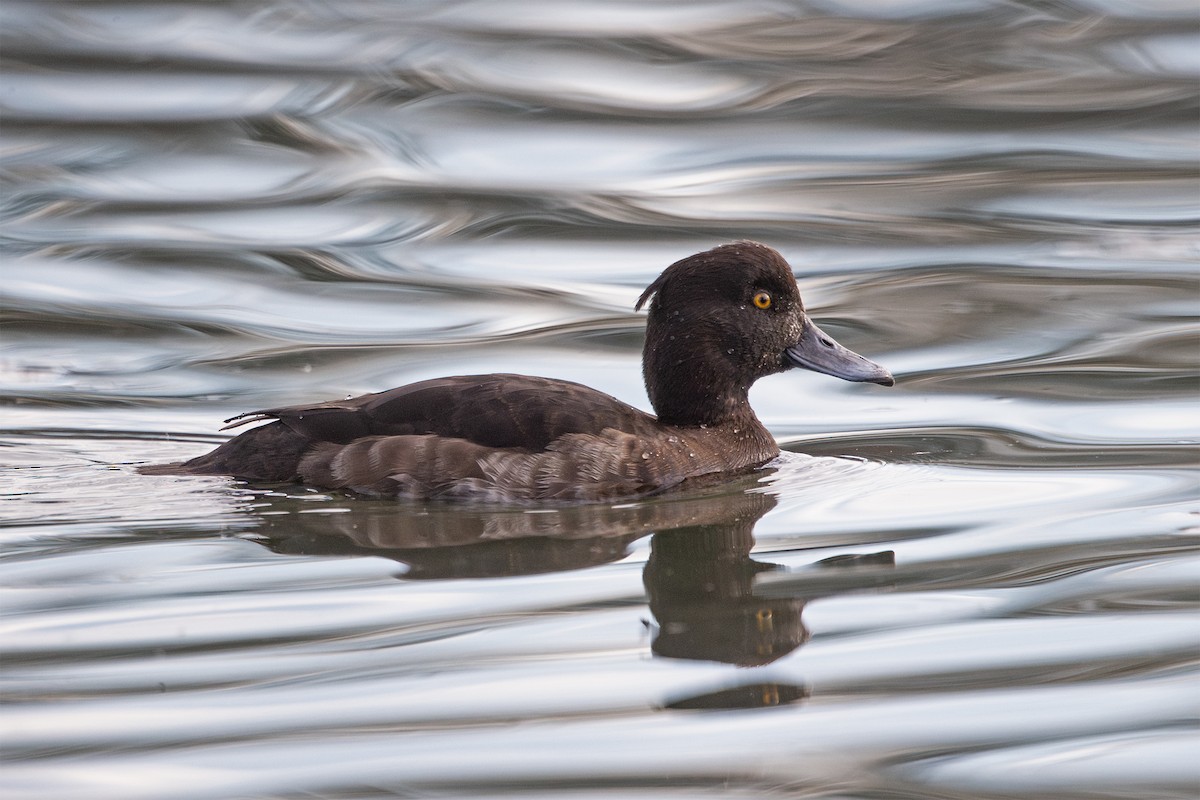 Tufted Duck - ML614215466