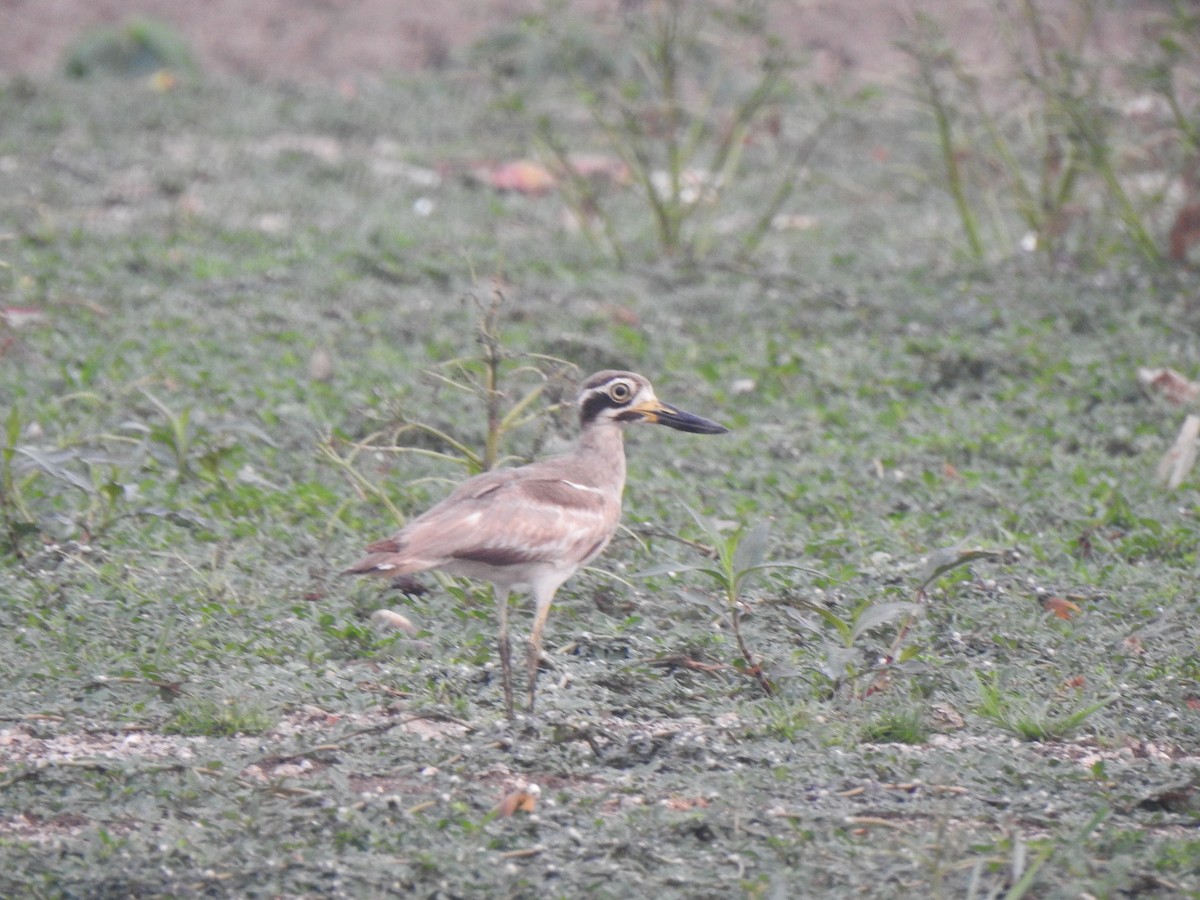 Great Thick-knee - ML614215633