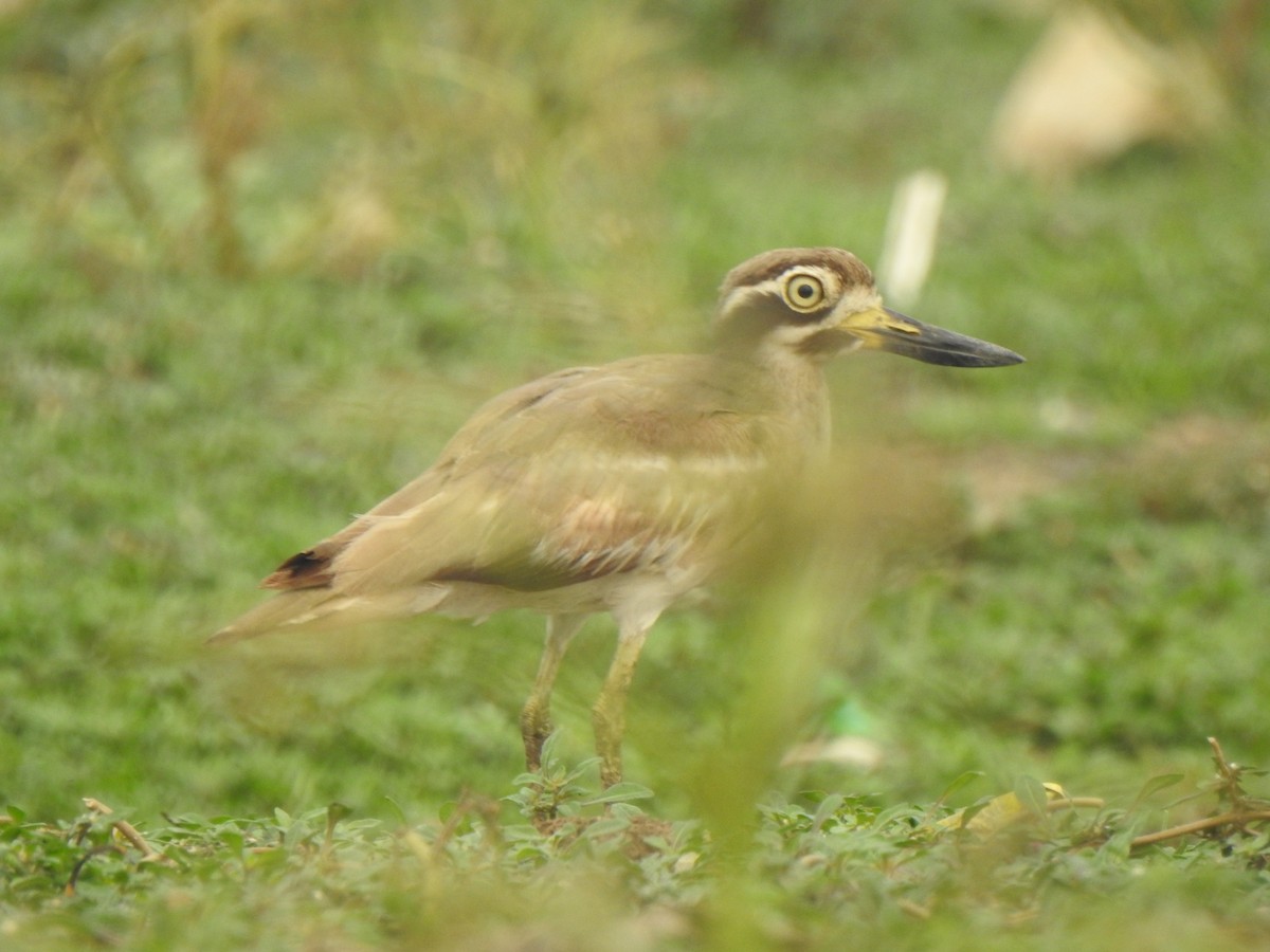 Great Thick-knee - ML614215640