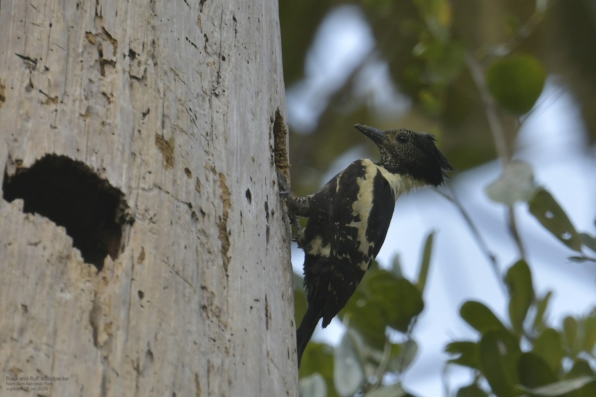 Black-and-buff Woodpecker - ML614215645