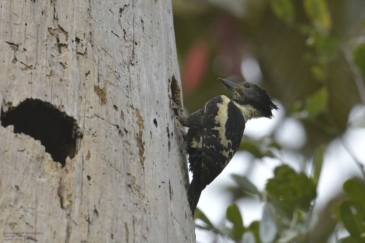 Black-and-buff Woodpecker - ML614215647