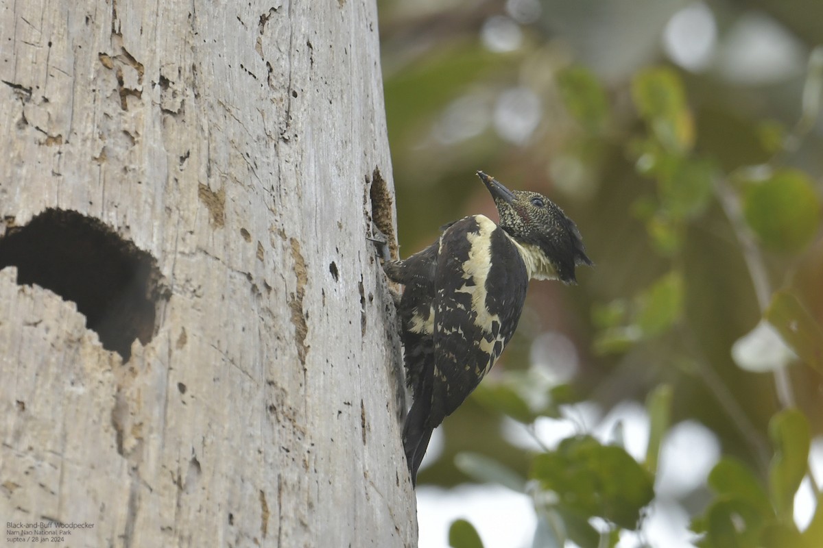 Black-and-buff Woodpecker - ML614215648