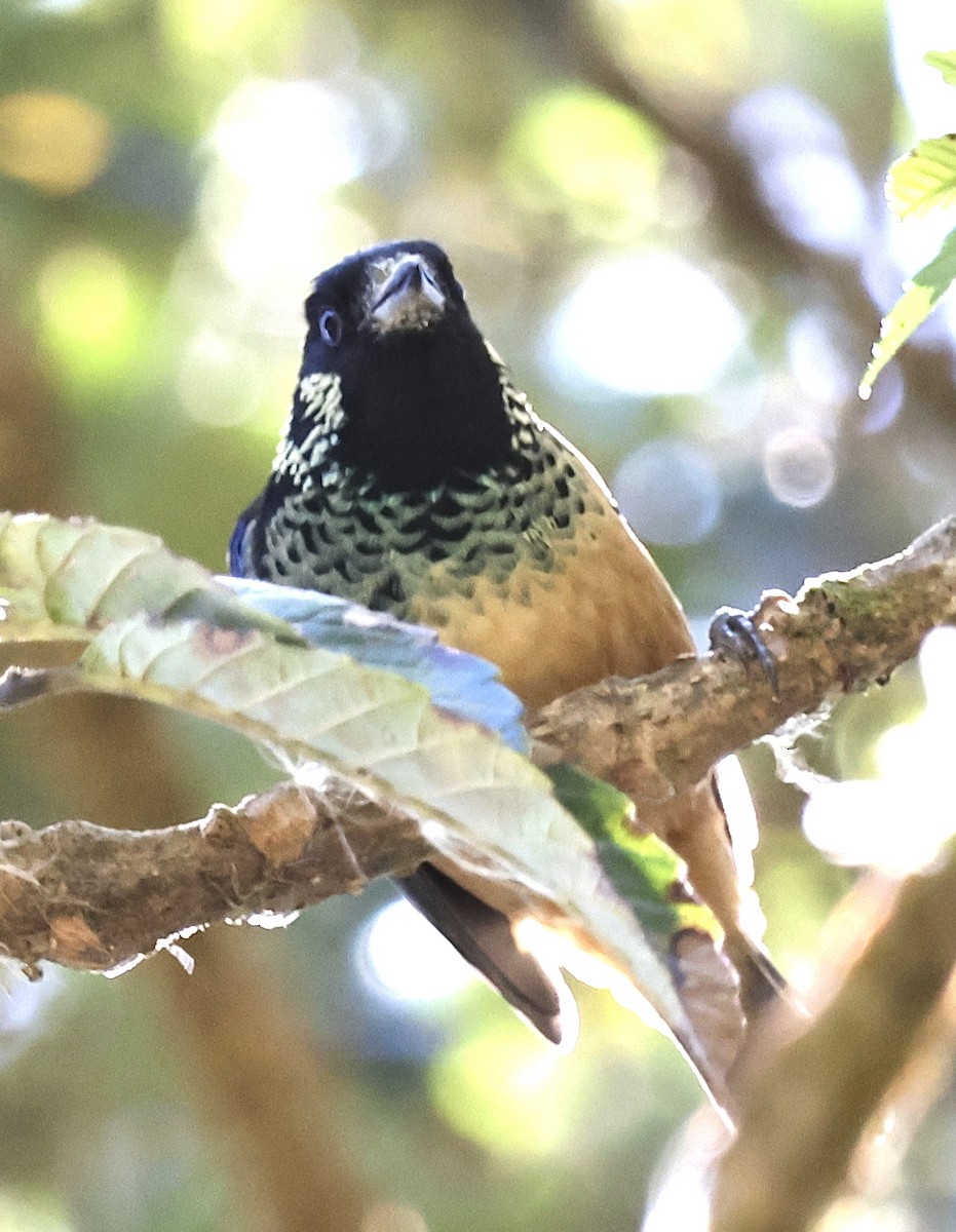 Spangle-cheeked Tanager - ML614215860