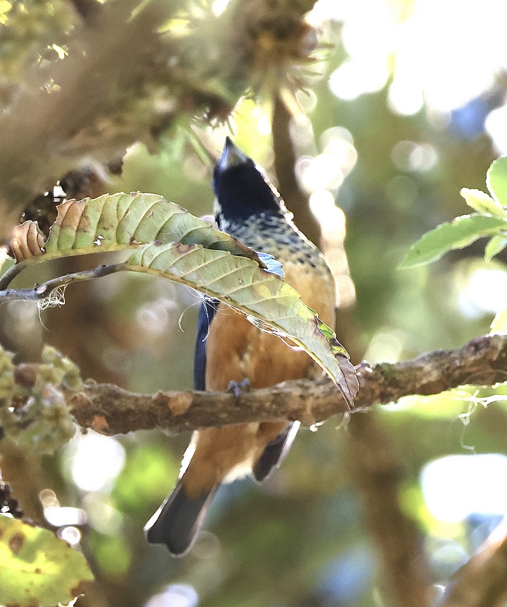 Spangle-cheeked Tanager - ML614215865