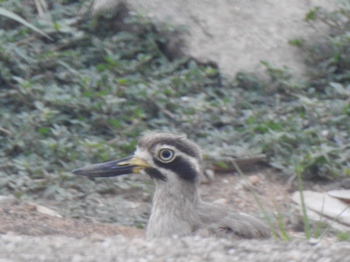 Great Thick-knee - ML614215881