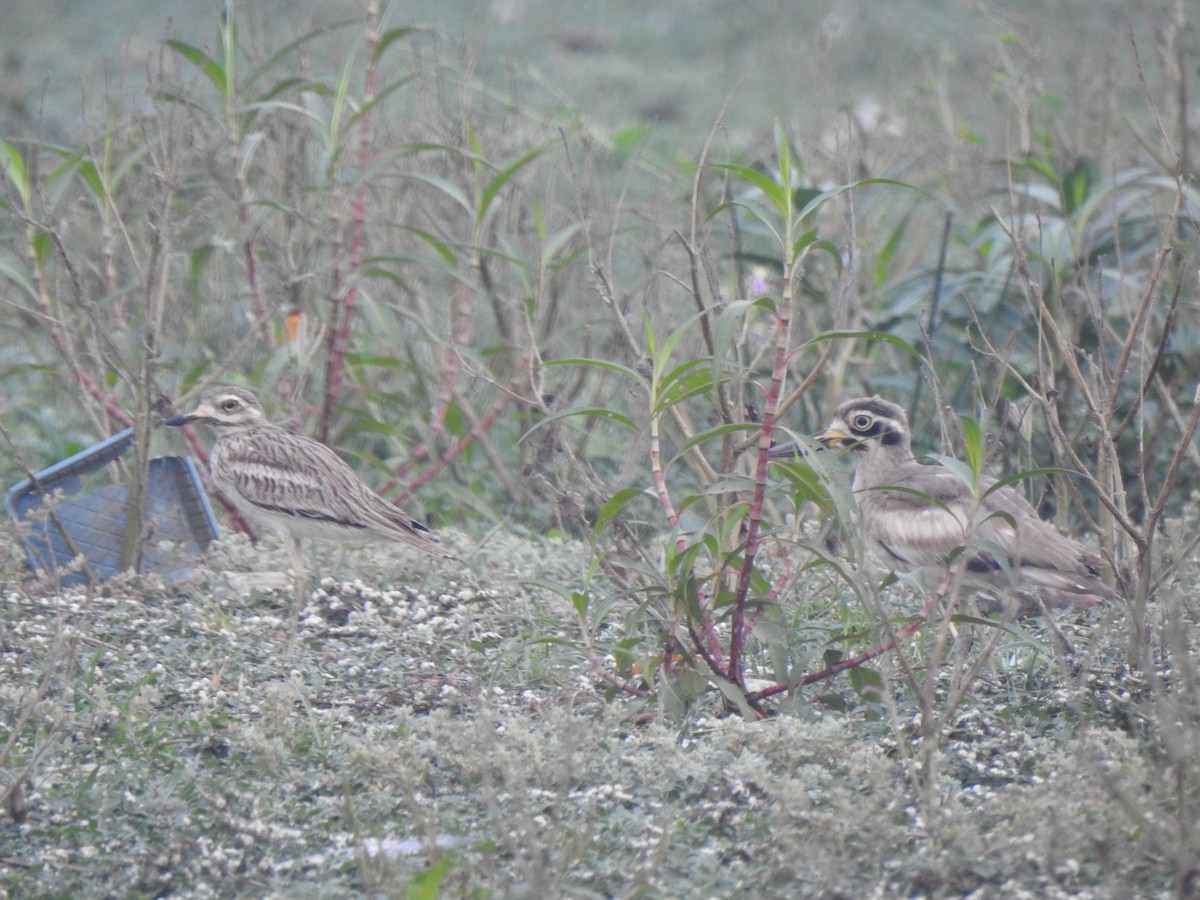 Great Thick-knee - ML614215900