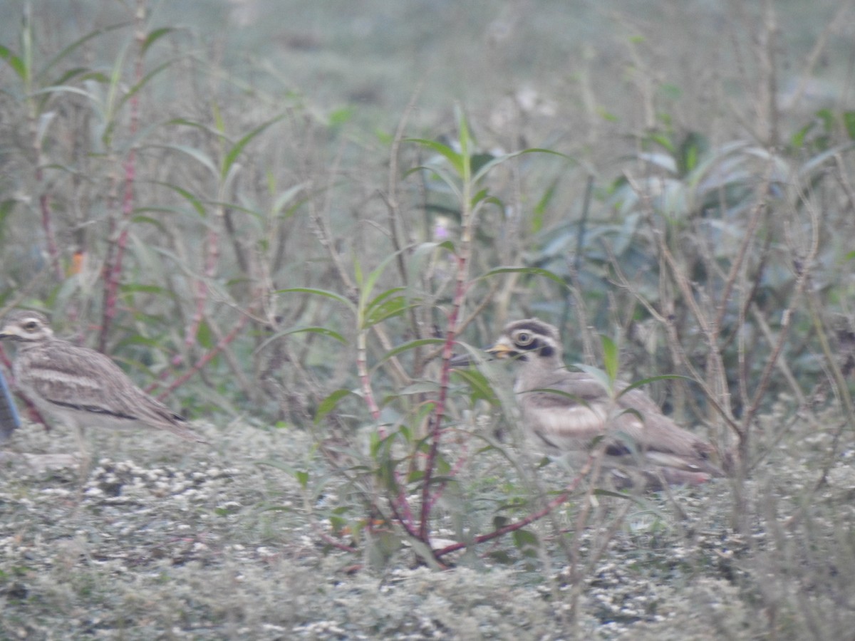 Great Thick-knee - ML614215902