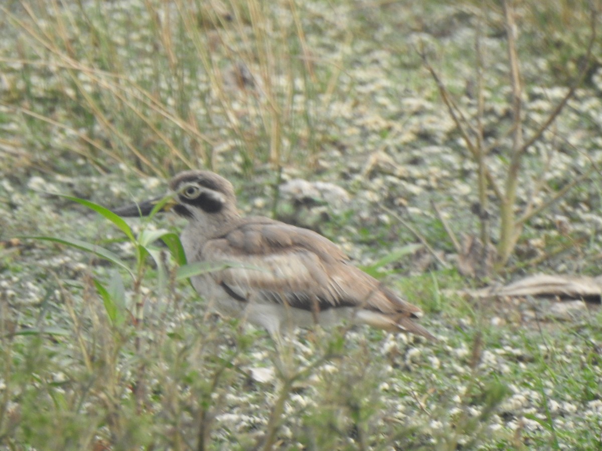 Great Thick-knee - ML614215936