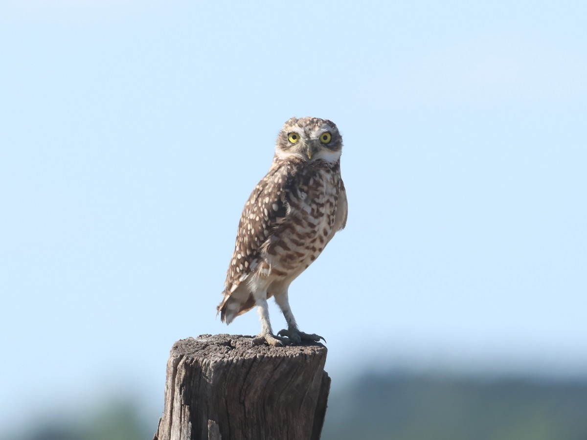 Burrowing Owl - ML614216454