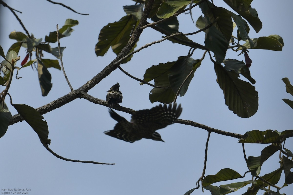 Black-and-buff Woodpecker - ML614216623