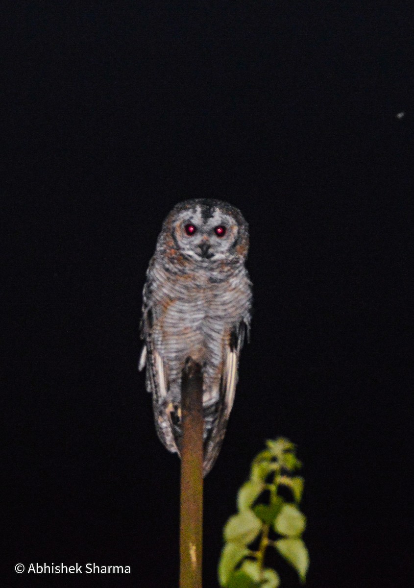 Mottled Wood-Owl - ML614216914