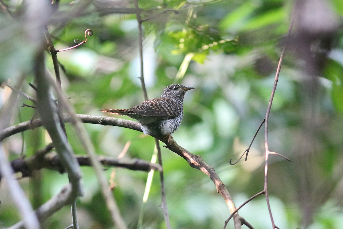 Brush Cuckoo (Sunda) - ML614217279