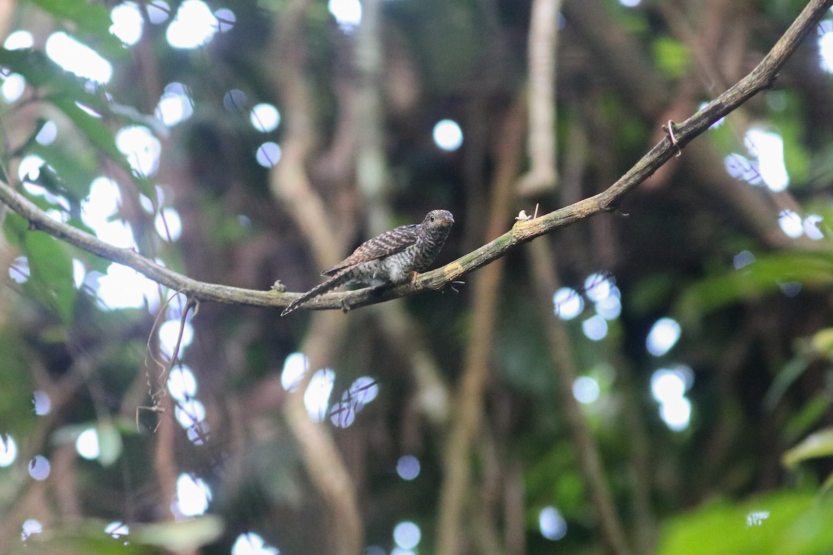 Brush Cuckoo (Sunda) - Supot Surapaetang