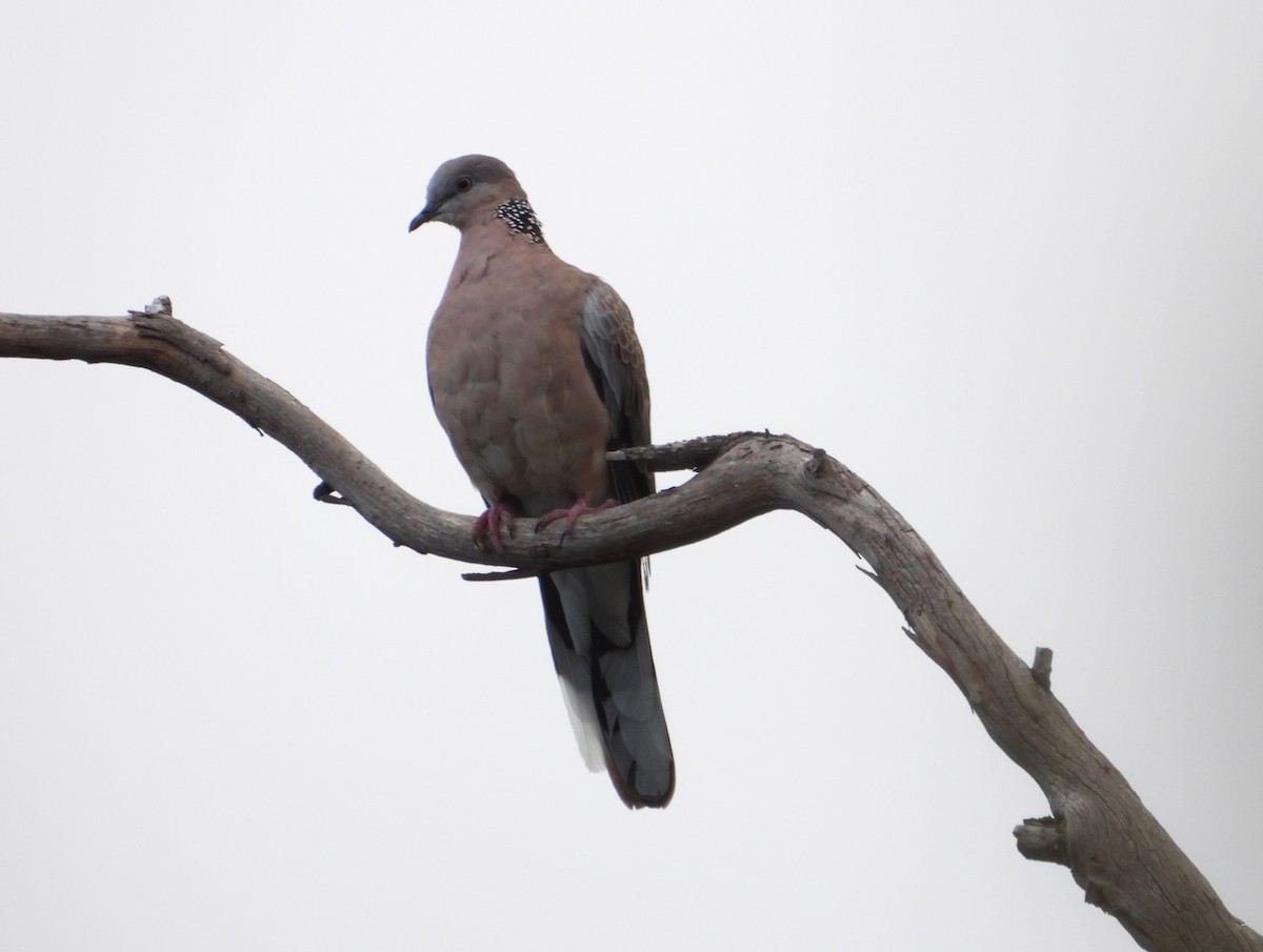Spotted Dove - ML614217291