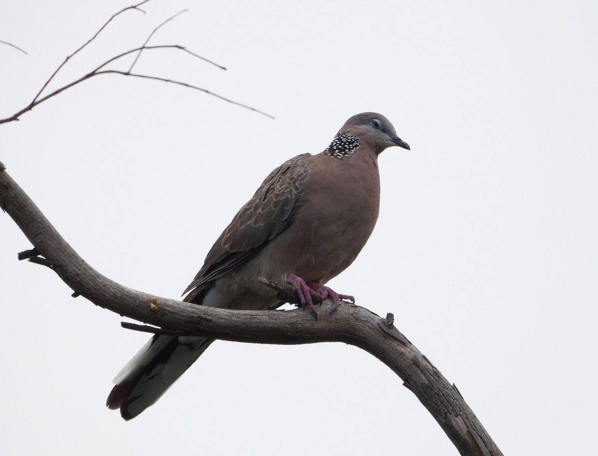 Spotted Dove - ML614217292