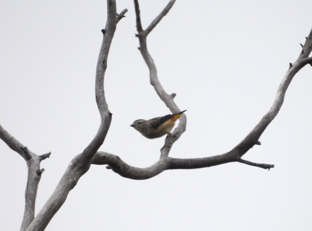 Spotted Pardalote - ML614217304