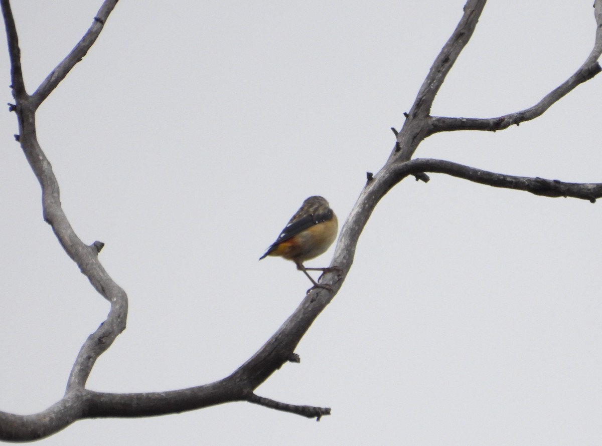 Spotted Pardalote - ML614217305