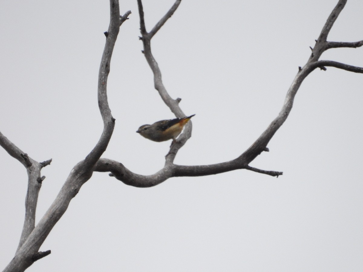 Spotted Pardalote - ML614217306