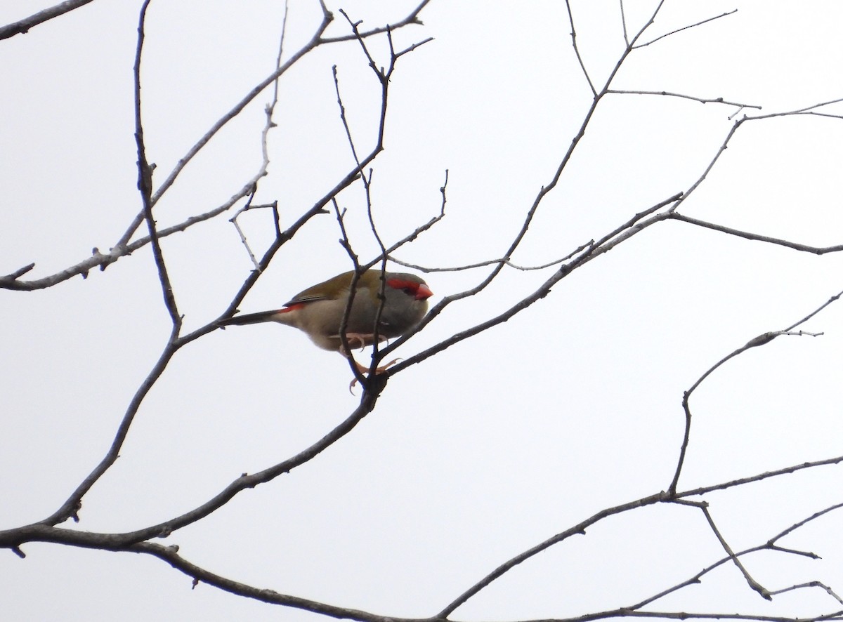 Red-browed Firetail - ML614217327